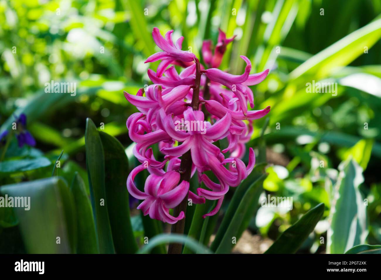 Un cultivar rose jacinthus orientalis avec des pointes de fleurs plus robustes et plus denses. Le jacinthus est un petit genre de fleurs vivaces bulbeuses à fleurs printanières. Banque D'Images