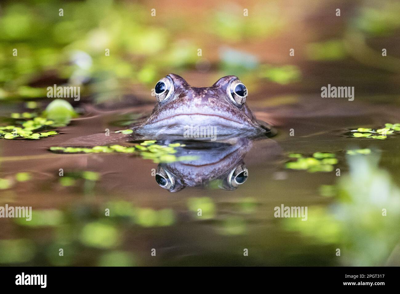 Grenouille commune (Rana temporaria) reflétée dans l'étang de jardin - Royaume-Uni Banque D'Images