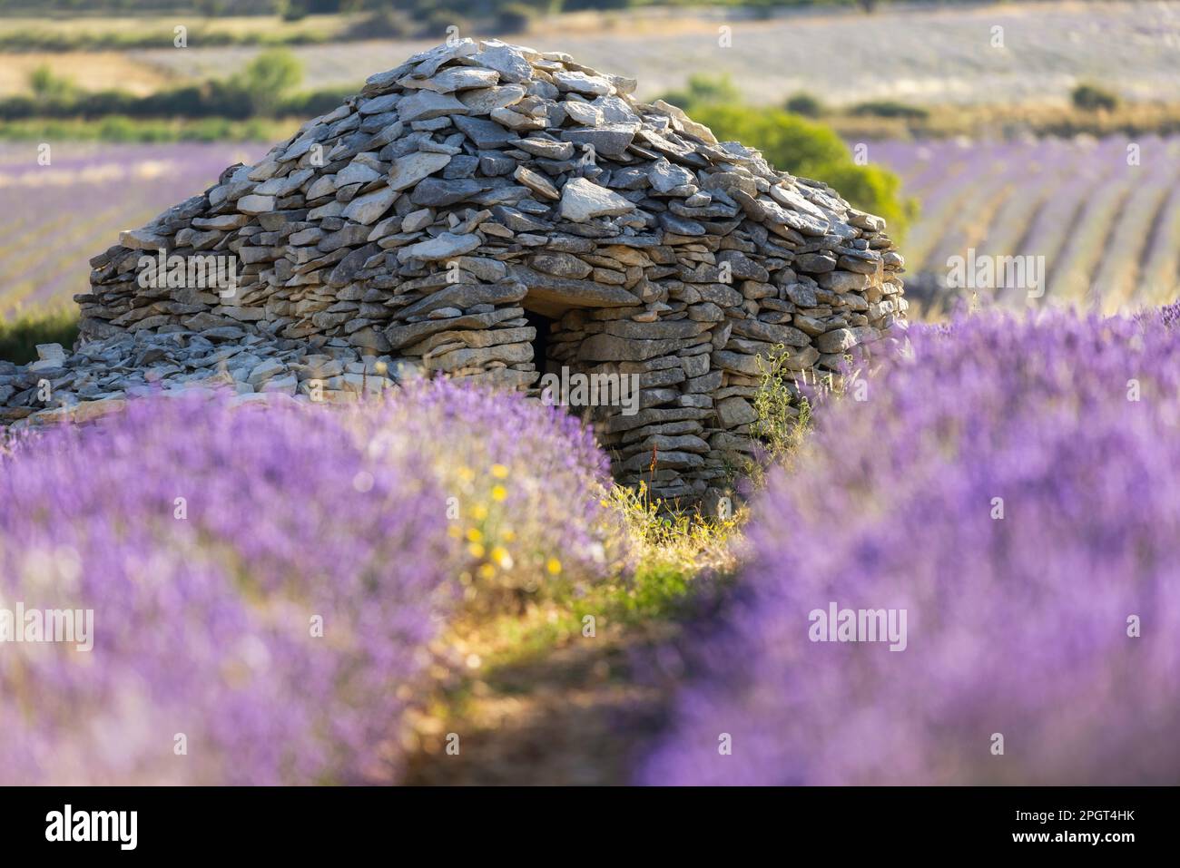 Deux bories en pierre sèche (huttes de berger anciennes) dans des champs de lavande près de Sault, Provence-Alpes-Côte d'Azur, Provence, France Banque D'Images