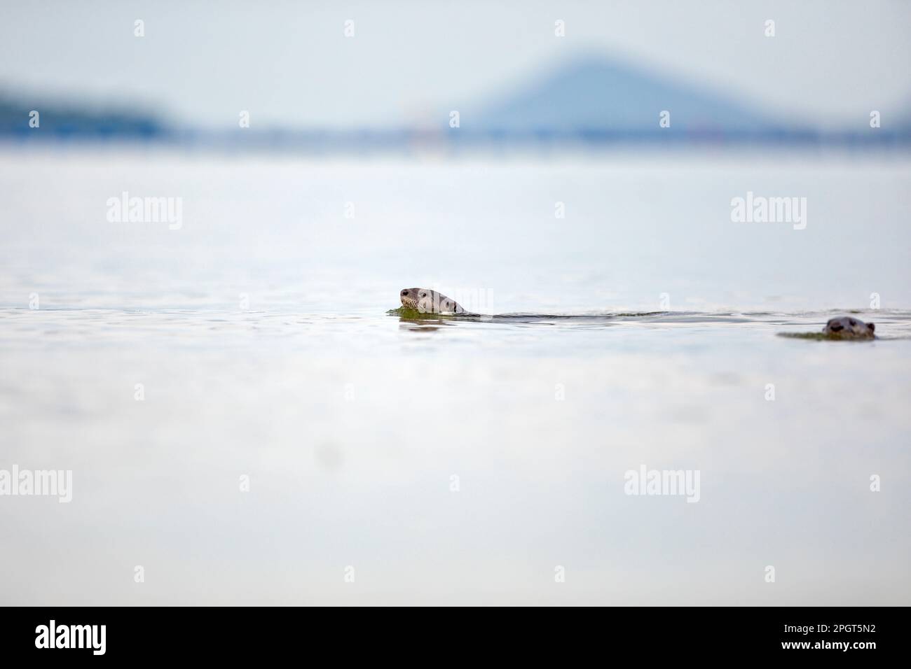 Loutre à revêtement doux nageant le long de la côte à Singapour. Banque D'Images