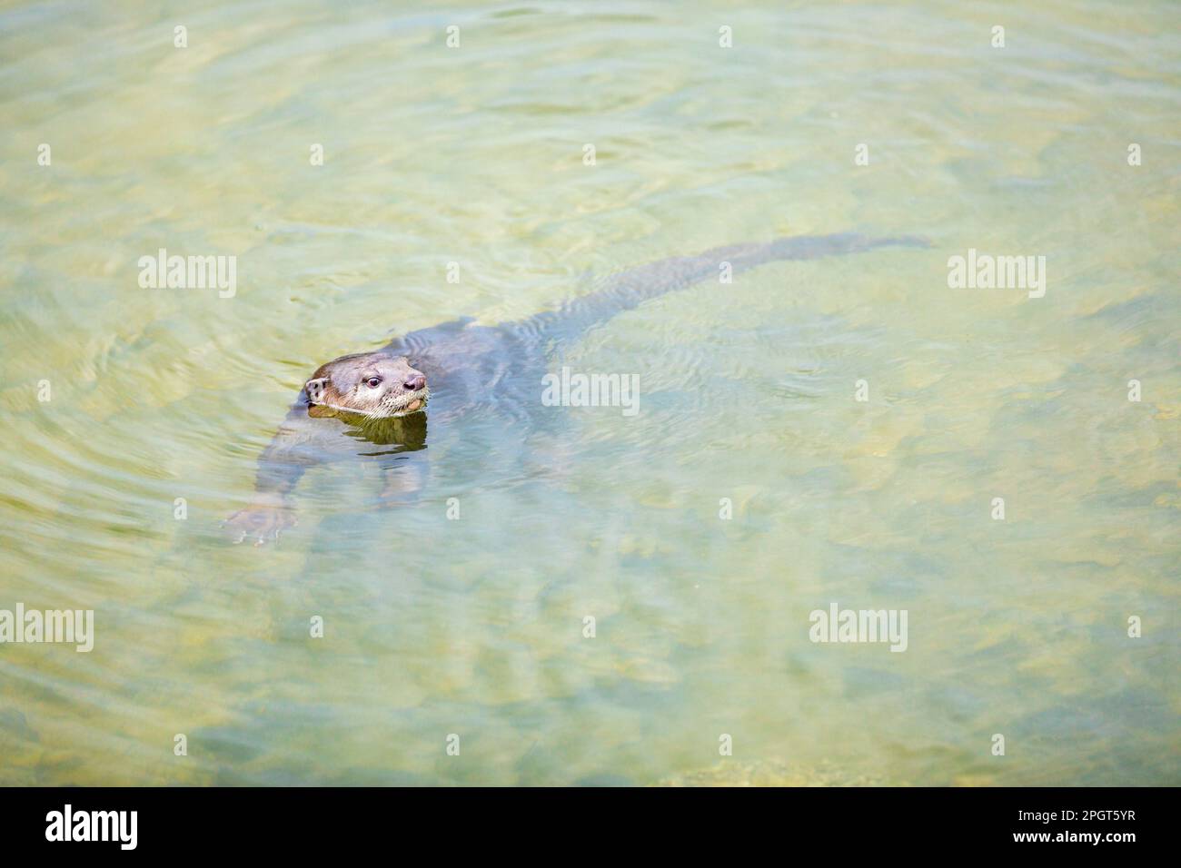 La loutre juvénile recouverte d'un revêtement lisse attend que la famille revienne d'explorer les montants tout en explorant un nouveau territoire à Sungei Tampines, Singapour Banque D'Images
