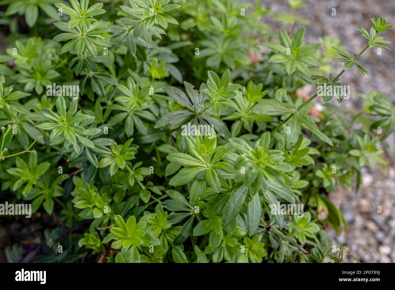 Gros plan d'une plante Woodruff (Galium odoratum) Banque D'Images