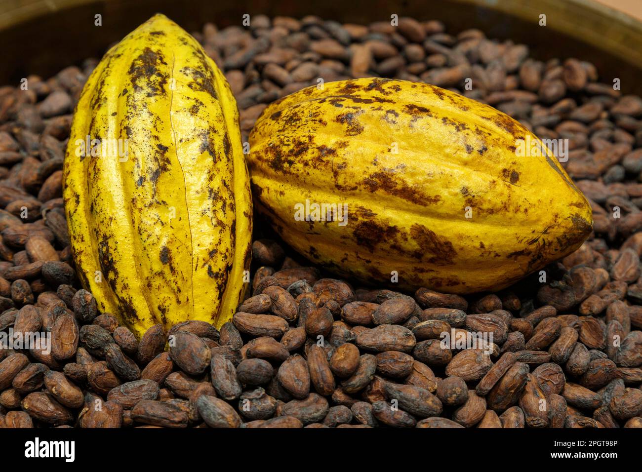 les fèves de cacao séchées et les gousses de cacao sont des matières premières servant à fabriquer de la poudre de cacao, des boissons et du chocolat en stock de fabrication. Banque D'Images