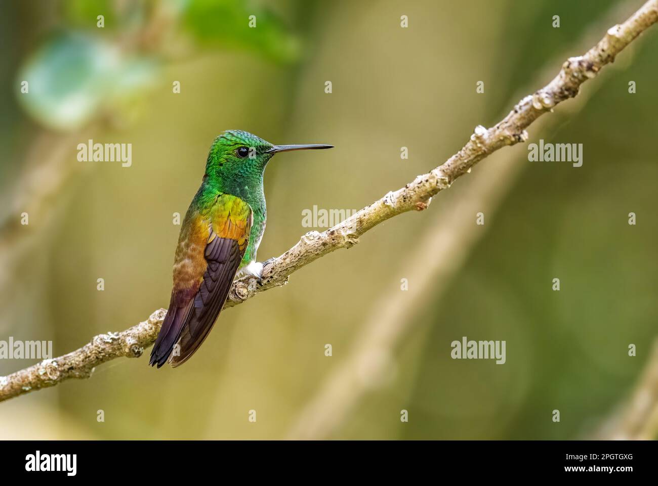 Colibri à ventre enneigé - Saucerottia edward, beau petit colibri coloré des bois et des jardins d'Amérique latine, Volcán, Panama. Banque D'Images