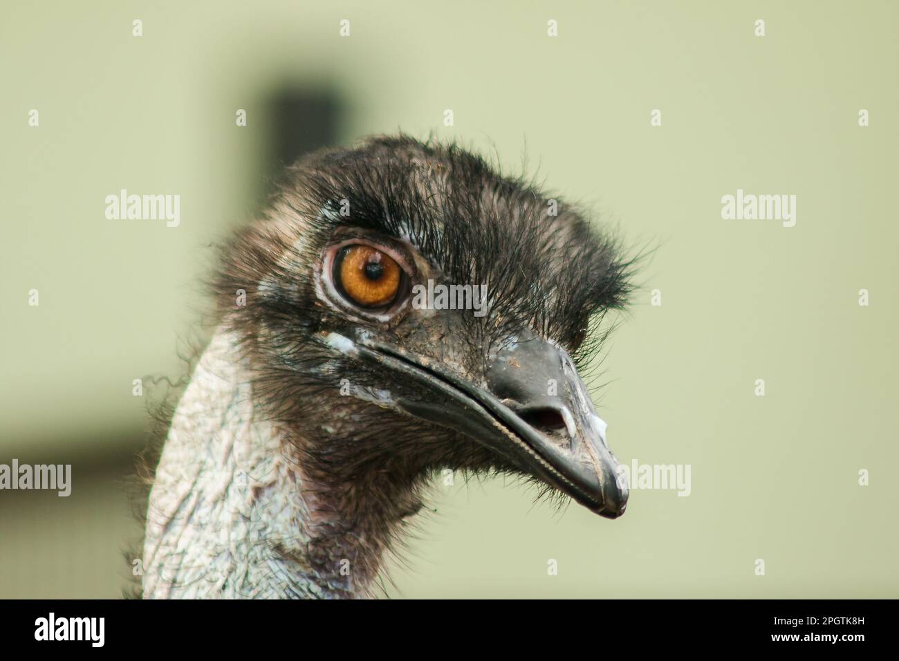 La tête d'autruche dans le zoo d'autruche, (Struthio camelus) est le plus grand oiseau du monde. A une hauteur moyenne de 2,5 mètres. Banque D'Images
