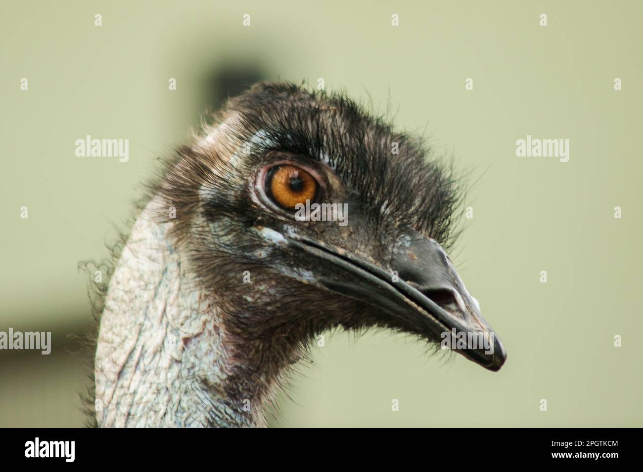 La tête d'autruche dans le zoo d'autruche, (Struthio camelus) est le plus grand oiseau du monde. A une hauteur moyenne de 2,5 mètres. Banque D'Images