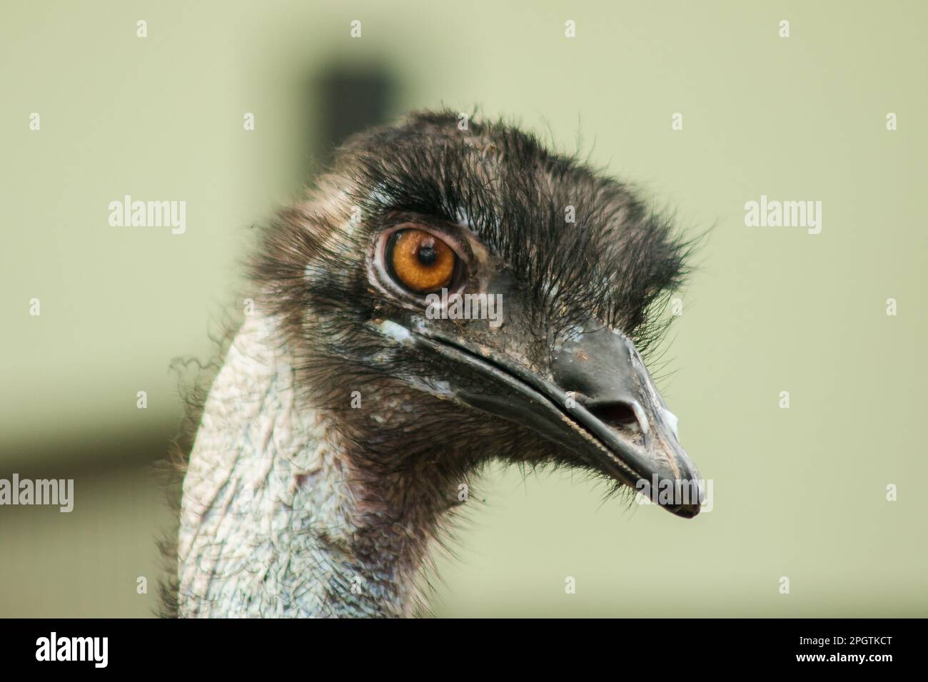 La tête d'autruche dans le zoo d'autruche, (Struthio camelus) est le plus grand oiseau du monde. A une hauteur moyenne de 2,5 mètres. Banque D'Images