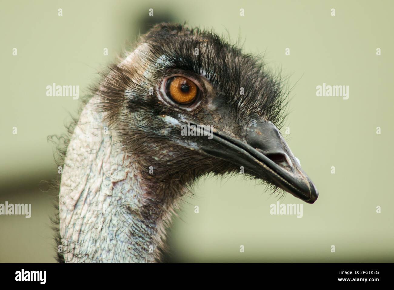 La tête d'autruche dans le zoo d'autruche, (Struthio camelus) est le plus grand oiseau du monde. A une hauteur moyenne de 2,5 mètres. Banque D'Images