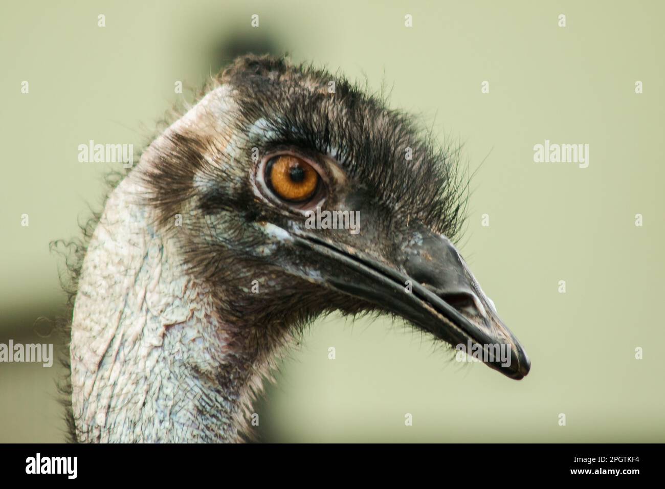 La tête d'autruche dans le zoo d'autruche, (Struthio camelus) est le plus grand oiseau du monde. A une hauteur moyenne de 2,5 mètres. Banque D'Images