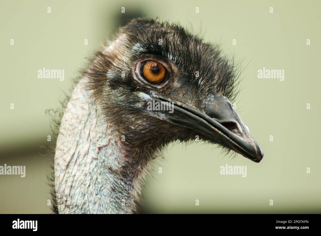 La tête d'autruche dans le zoo d'autruche, (Struthio camelus) est le plus grand oiseau du monde. A une hauteur moyenne de 2,5 mètres. Banque D'Images
