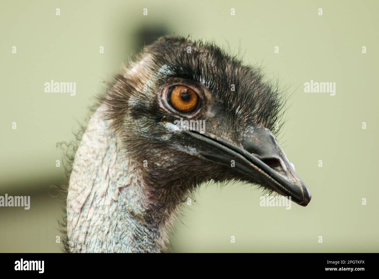 La tête d'autruche dans le zoo d'autruche, (Struthio camelus) est le plus grand oiseau du monde. A une hauteur moyenne de 2,5 mètres. Banque D'Images
