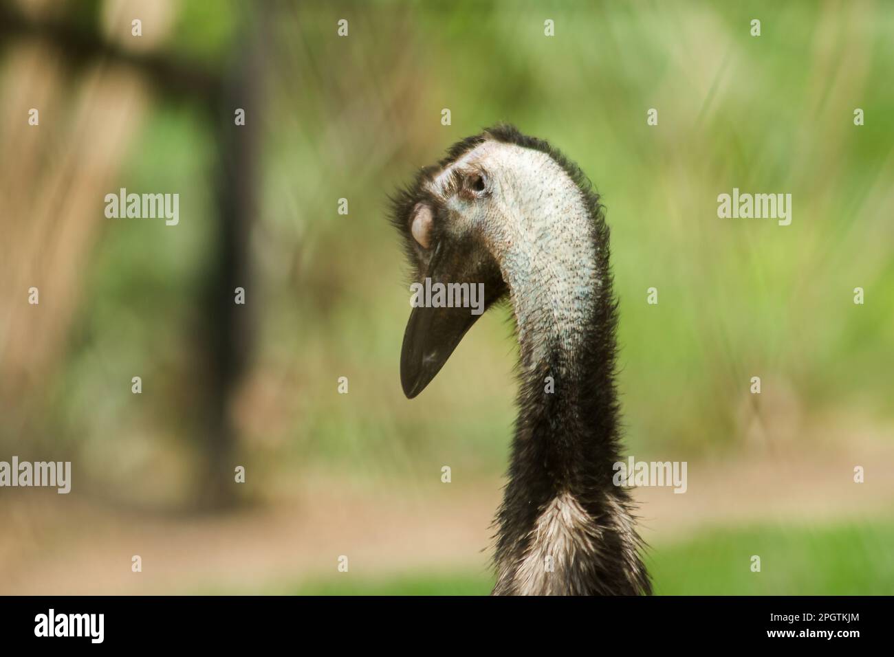 La tête d'autruche dans le zoo d'autruche, (Struthio camelus) est le plus grand oiseau du monde. A une hauteur moyenne de 2,5 mètres. Banque D'Images
