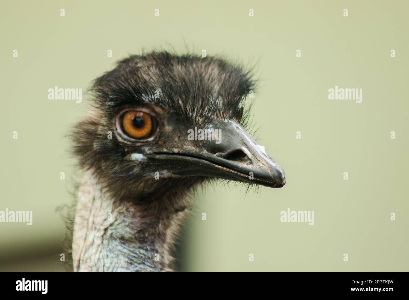 La tête d'autruche dans le zoo d'autruche, (Struthio camelus) est le plus grand oiseau du monde. A une hauteur moyenne de 2,5 mètres. Banque D'Images