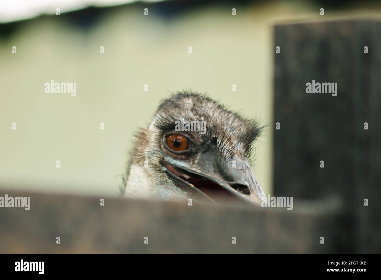 La tête d'autruche dans le zoo d'autruche, (Struthio camelus) est le plus grand oiseau du monde. A une hauteur moyenne de 2,5 mètres. Banque D'Images