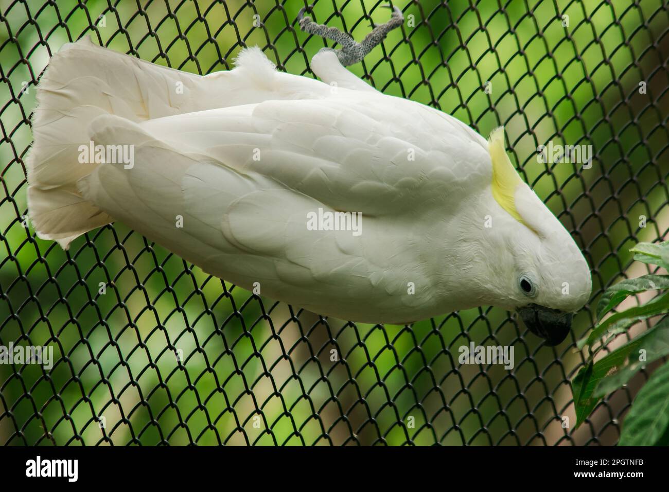 Le Cockatoo blanc dans la cage du zoo, le Cockatoo est un bel oiseau. L'oiseau mâle a des yeux noirs. Les yeux de la femme sont rouges ou bruns. Banque D'Images