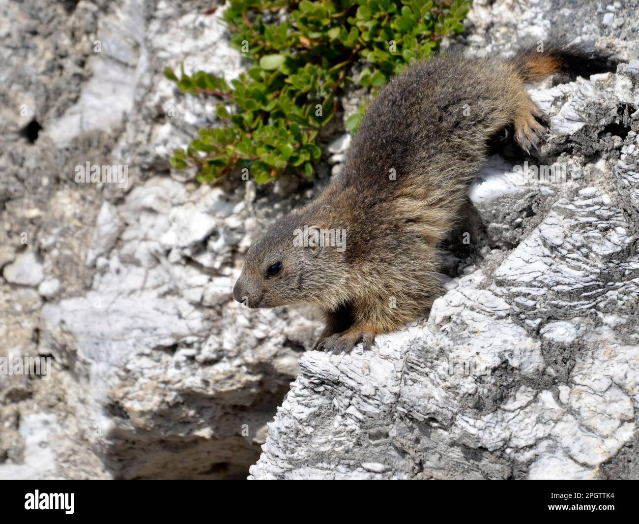 Jeune marmotte alpine (Marmota marmota) descendant une roche Banque D'Images