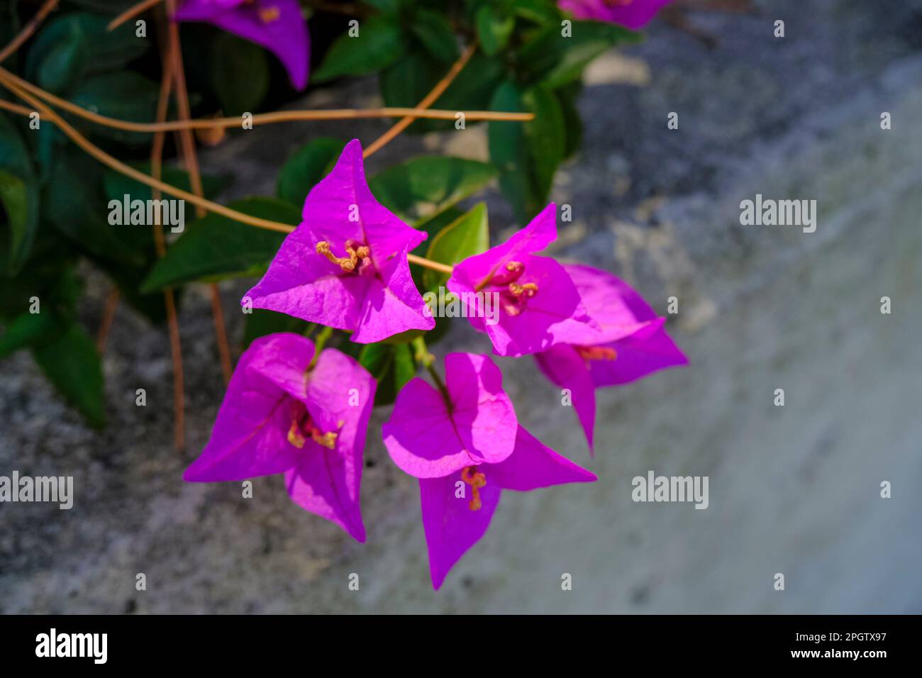 branche de bougainvilliers violets closeup sur le fond gris de mur. Fond floral tropical. Macro Banque D'Images