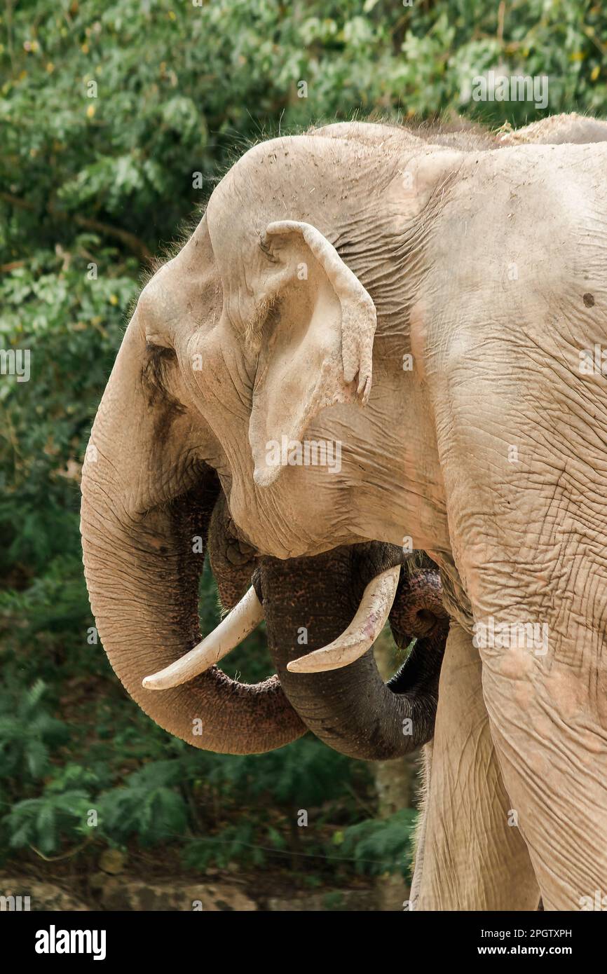 Éléphant d'Asie dans le zoo l'éléphant d'Asie est le plus grand animal terrestre d'Asie. Banque D'Images