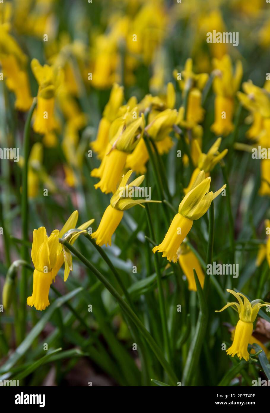 Le Cyclamineus jaune fleurit au début du printemps Banque D'Images