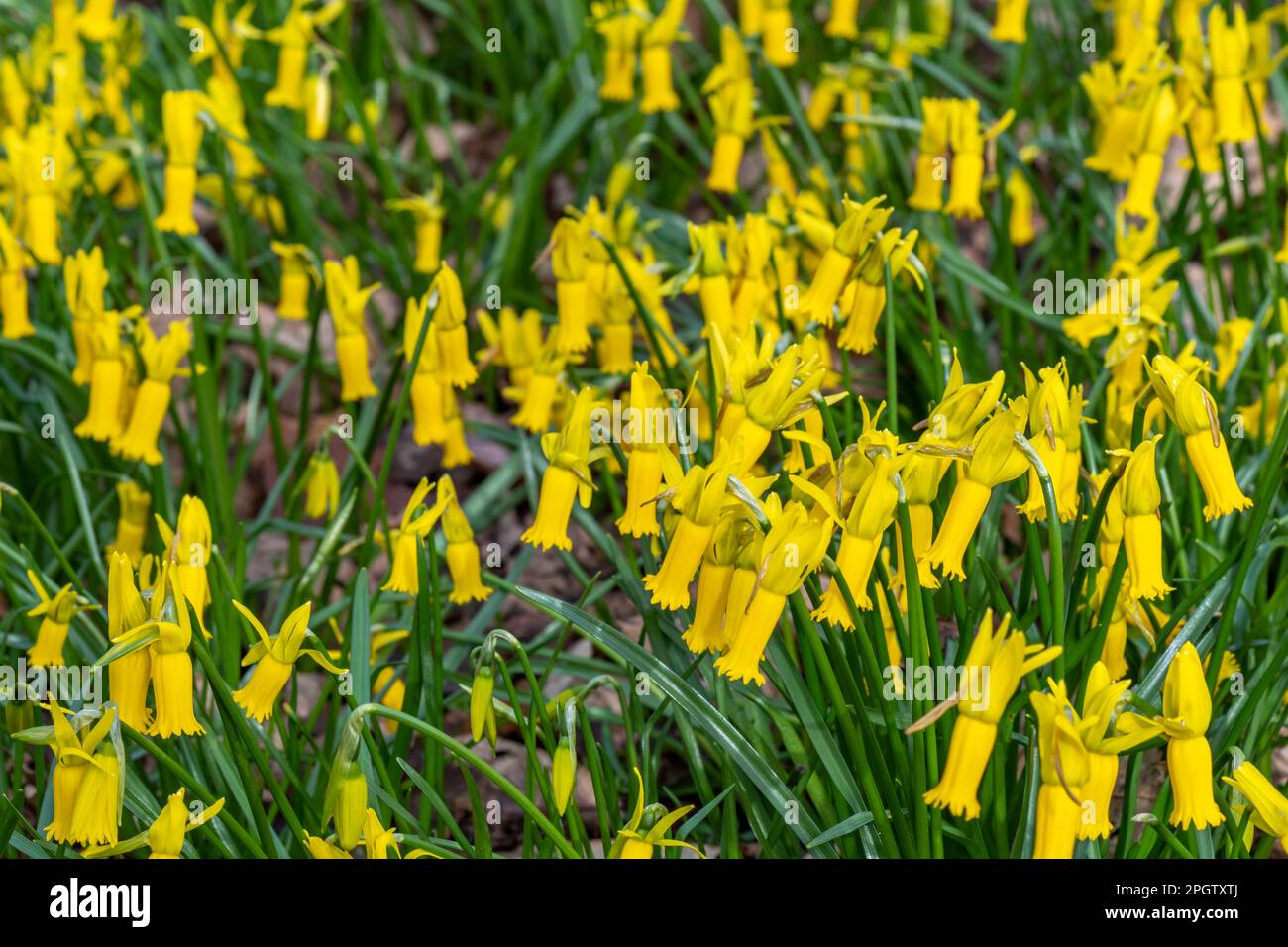 Le Cyclamineus jaune fleurit au début du printemps Banque D'Images