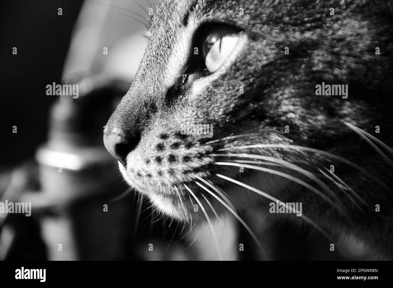 gros plan de la face d'un chat gris en regardant vers la gauche Banque D'Images