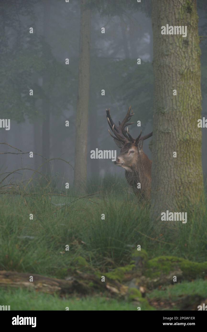 aspect prudent... Cerf rouge ( Cervus elaphus ) regardant de l'arrière d'un arbre dans un brouillard automnal tôt le matin dans une forêt profonde. Banque D'Images