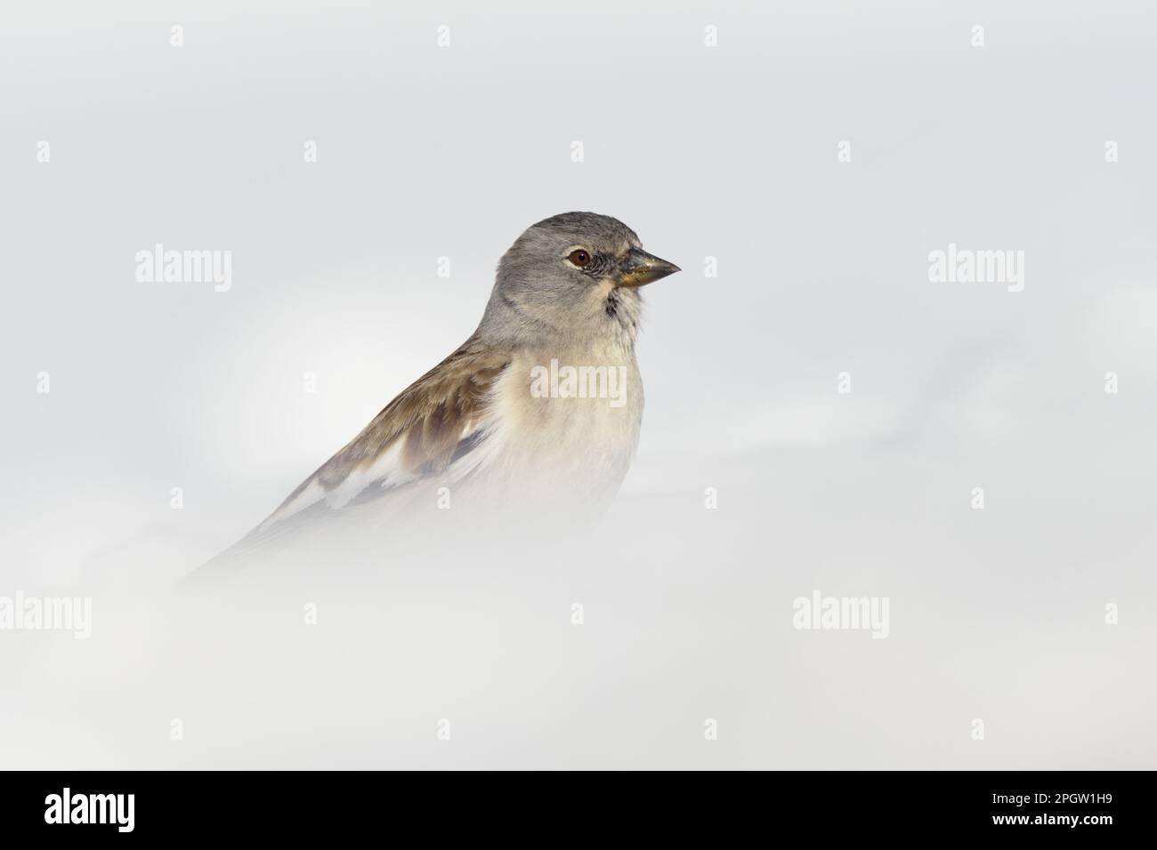 Survivant... Bruant de neige ( Montifringilla nivalis ) dans la neige, oiseau des Alpes et d'autres hautes montagnes. Banque D'Images