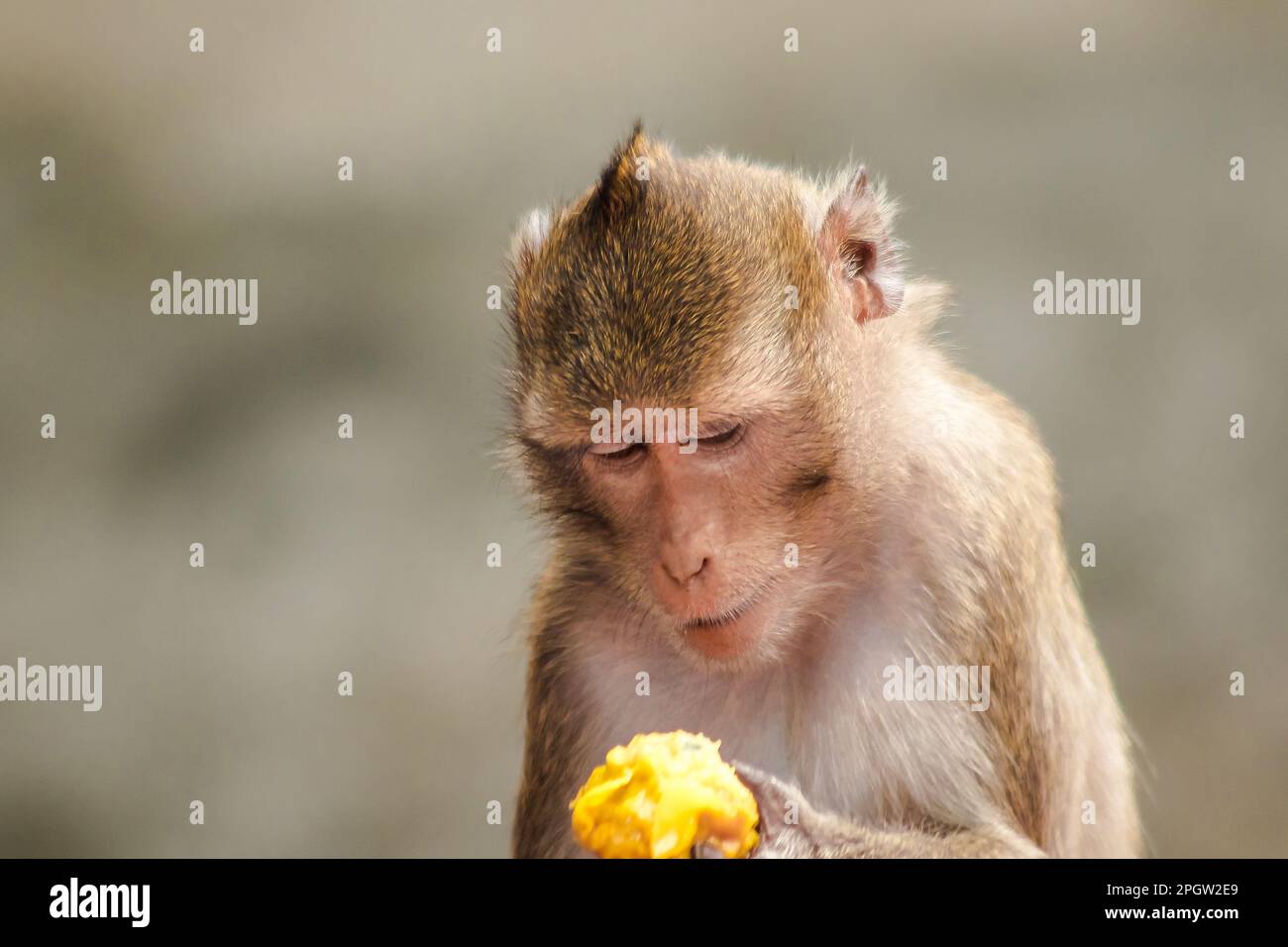 Le crabe macaque mange le fruit dans sa main. Le macaque a des cheveux bruns sur son corps. La queue est plus longue que la longueur du corps. Les cheveux Banque D'Images