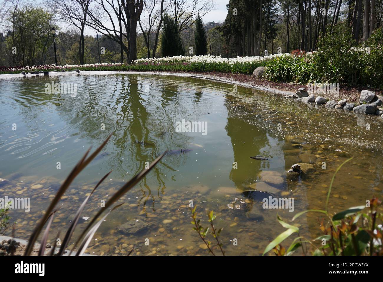 Tortue dans le lac magnifique, Emirgan Park 2021 Banque D'Images