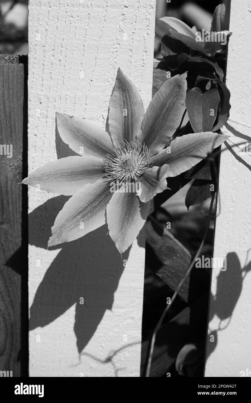 Belle fleur de pâquerette d'été poussant dans la prairie du matin dans un noir et blanc monochrome. Banque D'Images