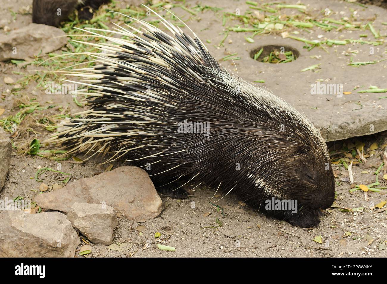 Mayan Porcupine marche dans le sable à la recherche de nourriture. Il a