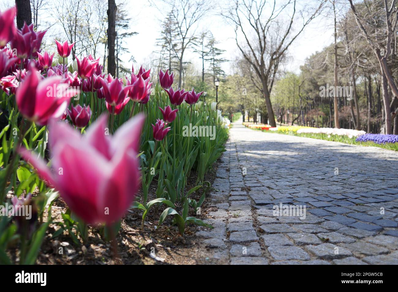 Tulipes roses, tulipes blanches, tulipes roses tulipes rouges et fleurs sur le WalkwayEmiggan Park Istanbul 2021 Banque D'Images