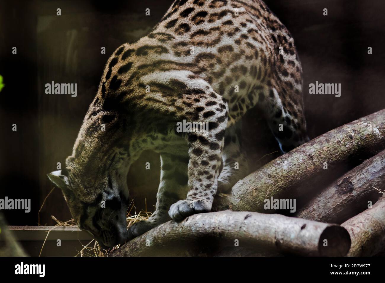 Ocelot sur une branche exposée dans le zoo les cheveux sur l'estomac sont blancs.Il y a deux lignes noires sur les joues et les oreilles sont noires. Banque D'Images