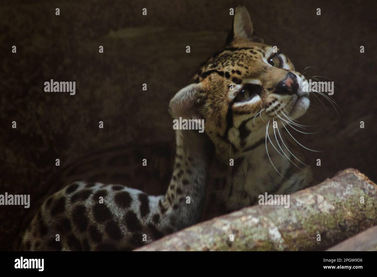 Ocelot sur une branche exposée dans le zoo les cheveux sur l'estomac