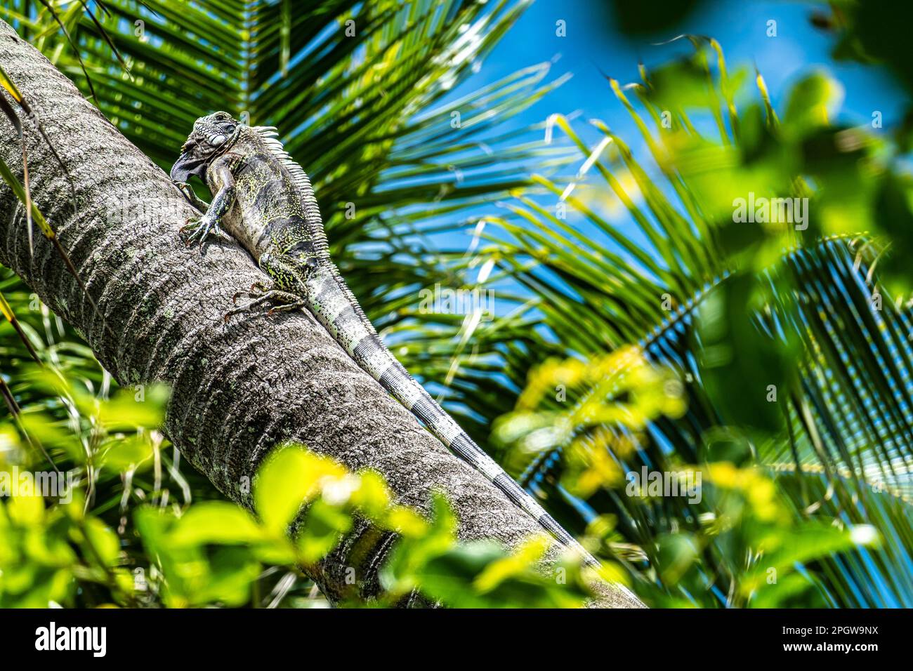 Iguana verte assise sur un palmier à Imbassai, Bahia, Brésil. Animal sauvage ressemblant à un petit dragon sur l'île tropicale exotique. Banque D'Images