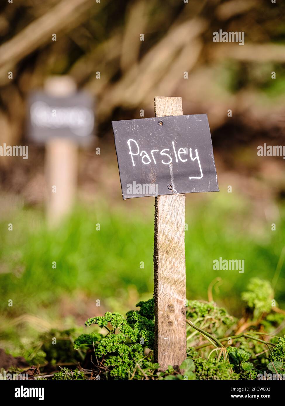 Cultiver vos propres légumes et herbes - étiquette écrite à la craie sur des étiquettes noires pour le persil dans un jardin britannique. Banque D'Images