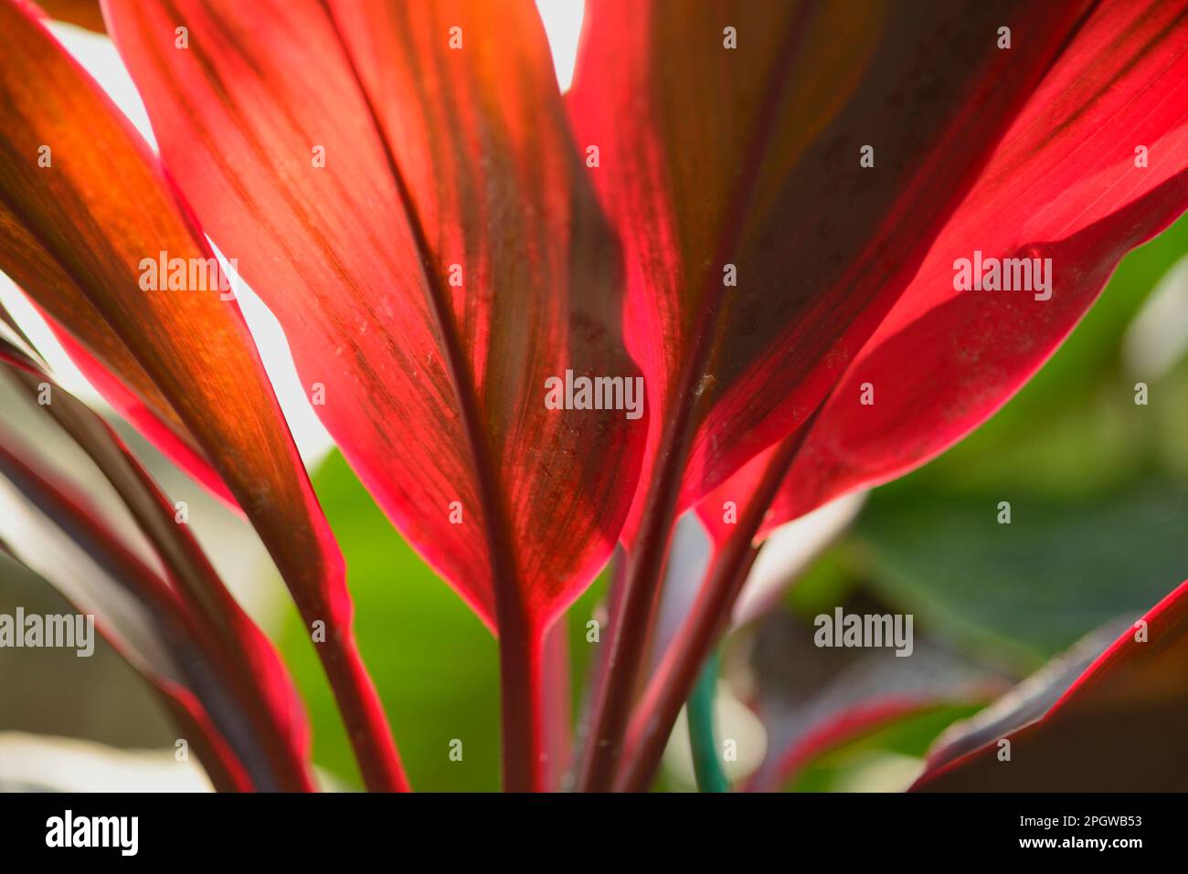 Image des feuilles rouges rétroéclairées d'une plante Ti (Cordyline fruticosa) Banque D'Images