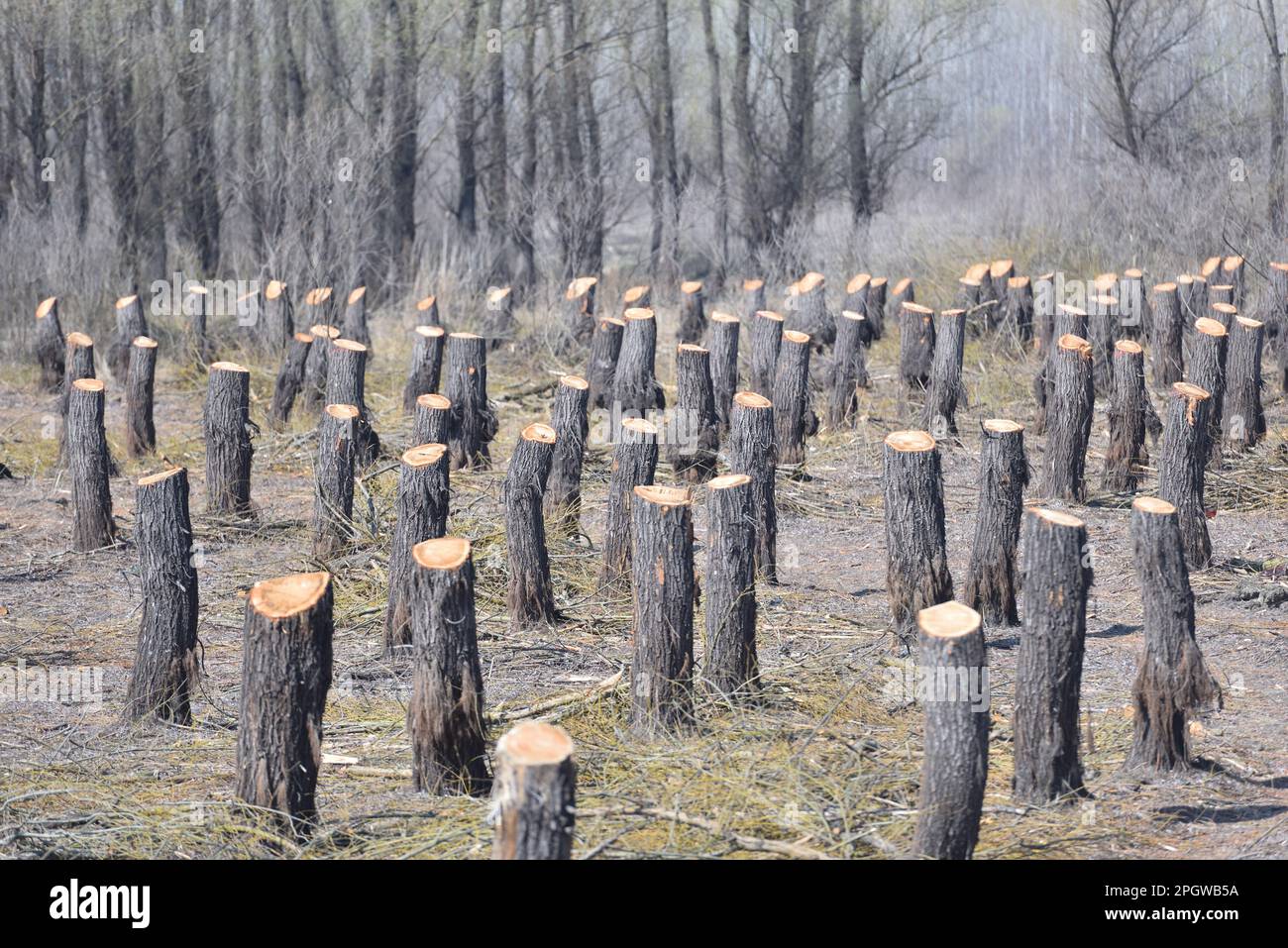 Témoignage de la destruction : la déforestation et son impact sur l'équilibre naturel Banque D'Images