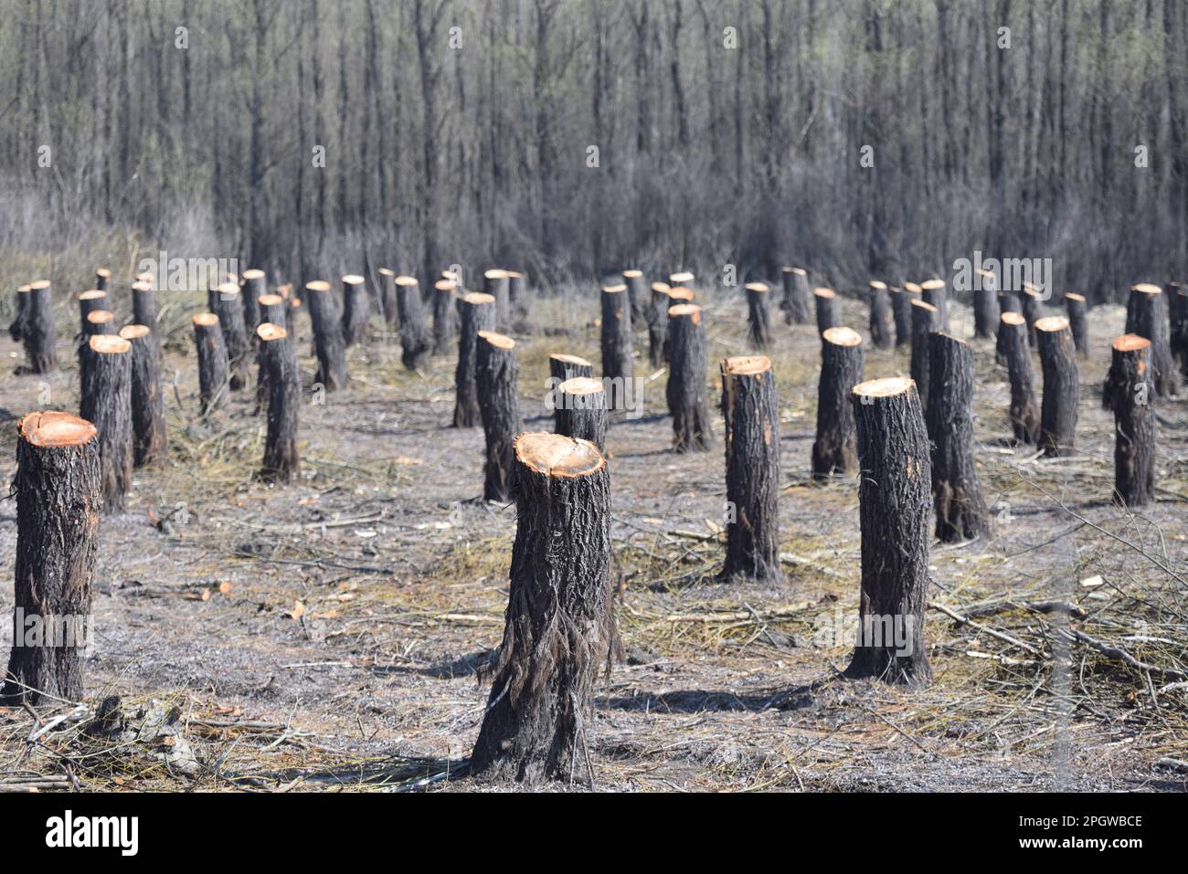Témoignage de la destruction : la déforestation et son impact sur l'équilibre naturel Banque D'Images
