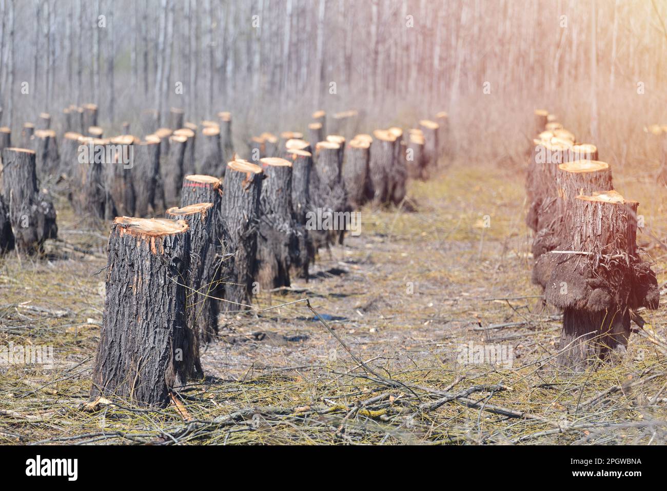 Témoignage de la destruction : la déforestation et son impact sur l'équilibre naturel Banque D'Images