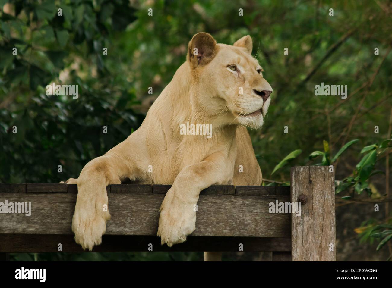 Le lion africain féminin dort à la recherche de quelque chose. Le lion africain est trouvé en Afrique. En Asie, on peut encore le trouver, par exemple, dans l'Ind occidentale Banque D'Images