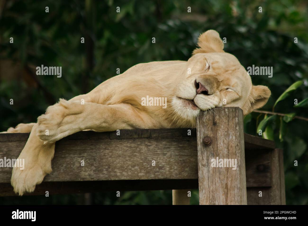 Lion africain féminin dort en paix. Le lion africain est trouvé en Afrique. En Asie, on peut encore le trouver, par exemple, dans l'ouest de l'Inde. Banque D'Images
