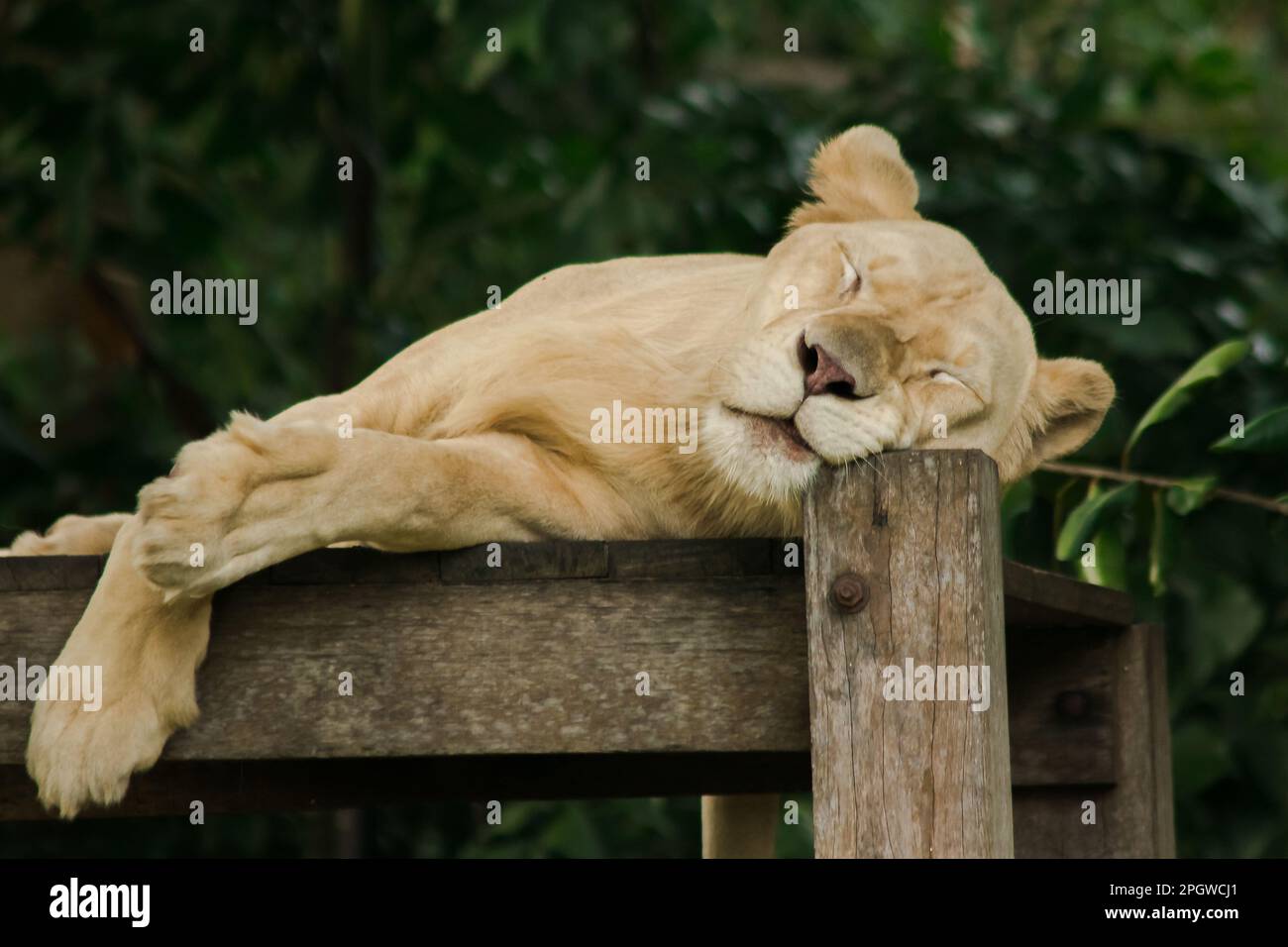Lion africain féminin dort en paix. Le lion africain est trouvé en Afrique. En Asie, on peut encore le trouver, par exemple, dans l'ouest de l'Inde. Banque D'Images