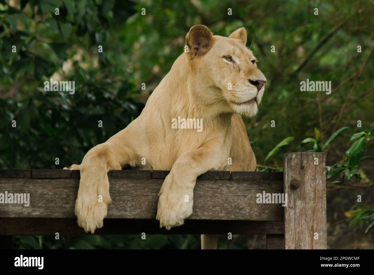 Le lion africain féminin dort à la recherche de quelque chose. Le lion africain est trouvé en Afrique. En Asie, on peut encore le trouver, par exemple, dans l'Ind occidentale Banque D'Images