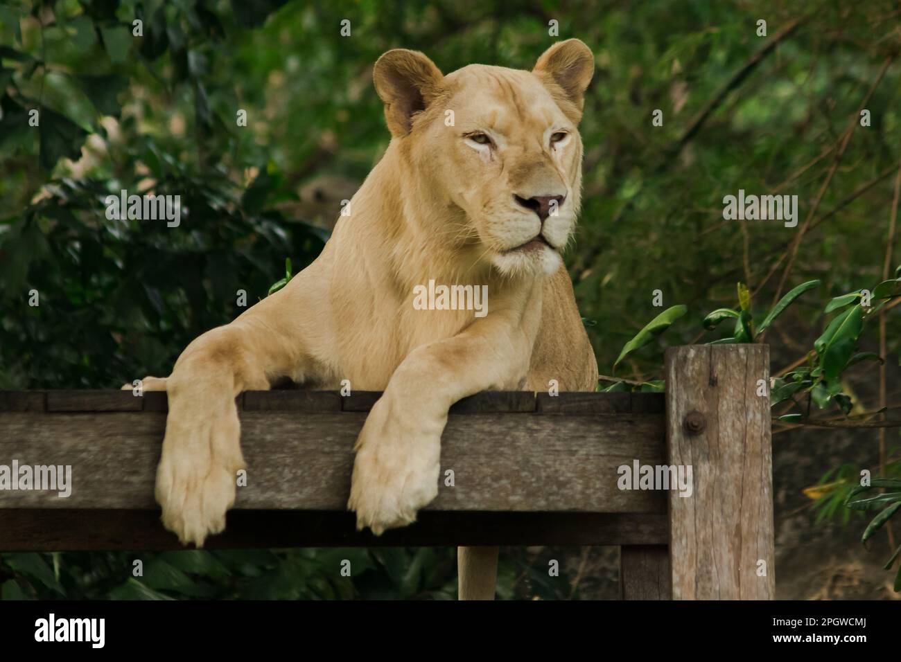 Le lion africain féminin dort à la recherche de quelque chose. Le lion africain est trouvé en Afrique. En Asie, on peut encore le trouver, par exemple, dans l'Ind occidentale Banque D'Images