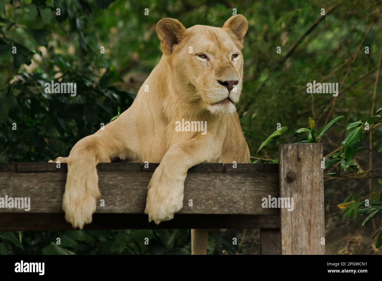 Le lion africain féminin dort à la recherche de quelque chose. Le lion africain est trouvé en Afrique. En Asie, on peut encore le trouver, par exemple, dans l'Ind occidentale Banque D'Images