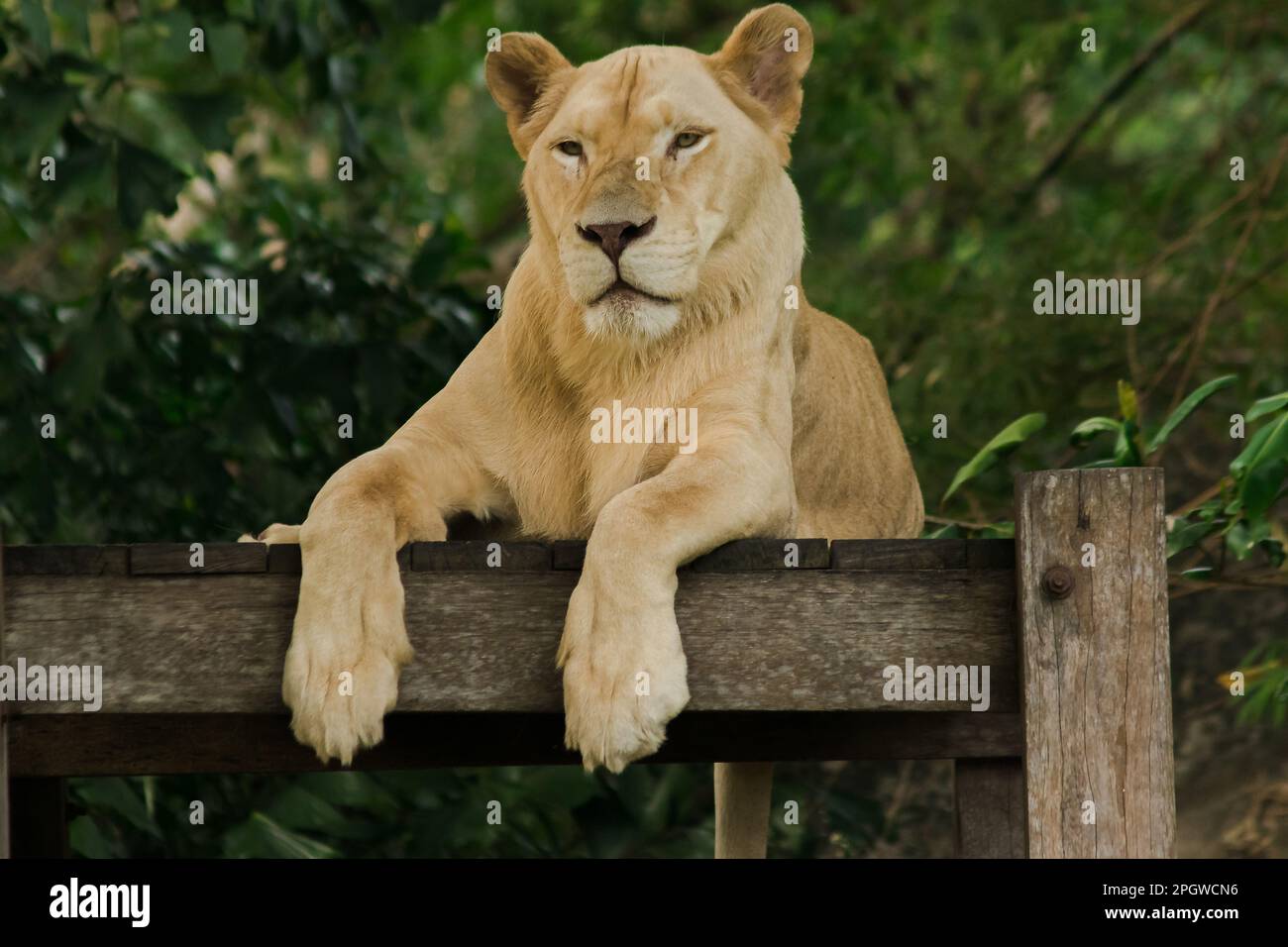 Le lion africain féminin dort à la recherche de quelque chose. Le lion africain est trouvé en Afrique. En Asie, on peut encore le trouver, par exemple, dans l'Ind occidentale Banque D'Images