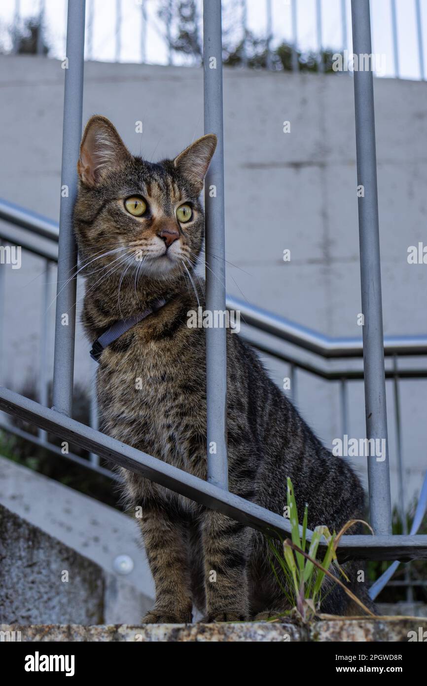 Le chat tabby domestique de shorthair européen a marché sur une laisse Banque D'Images