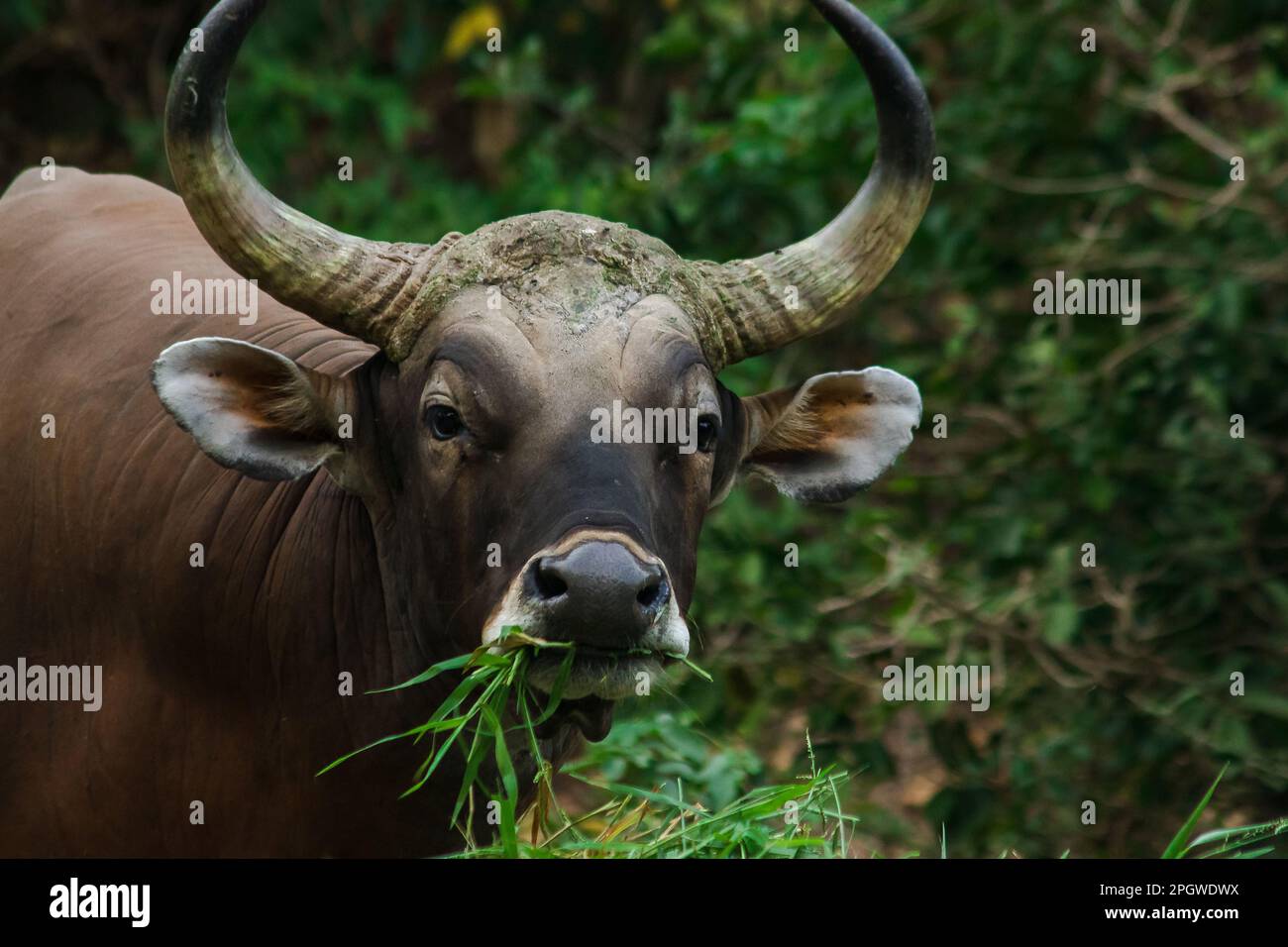 Banteng mangeait une jeune herbe, une jeune feuille de bambou.Banteng est un type de bétail sauvage. En forme de vache domestique, les principales caractéristiques qui se diffusent Banque D'Images