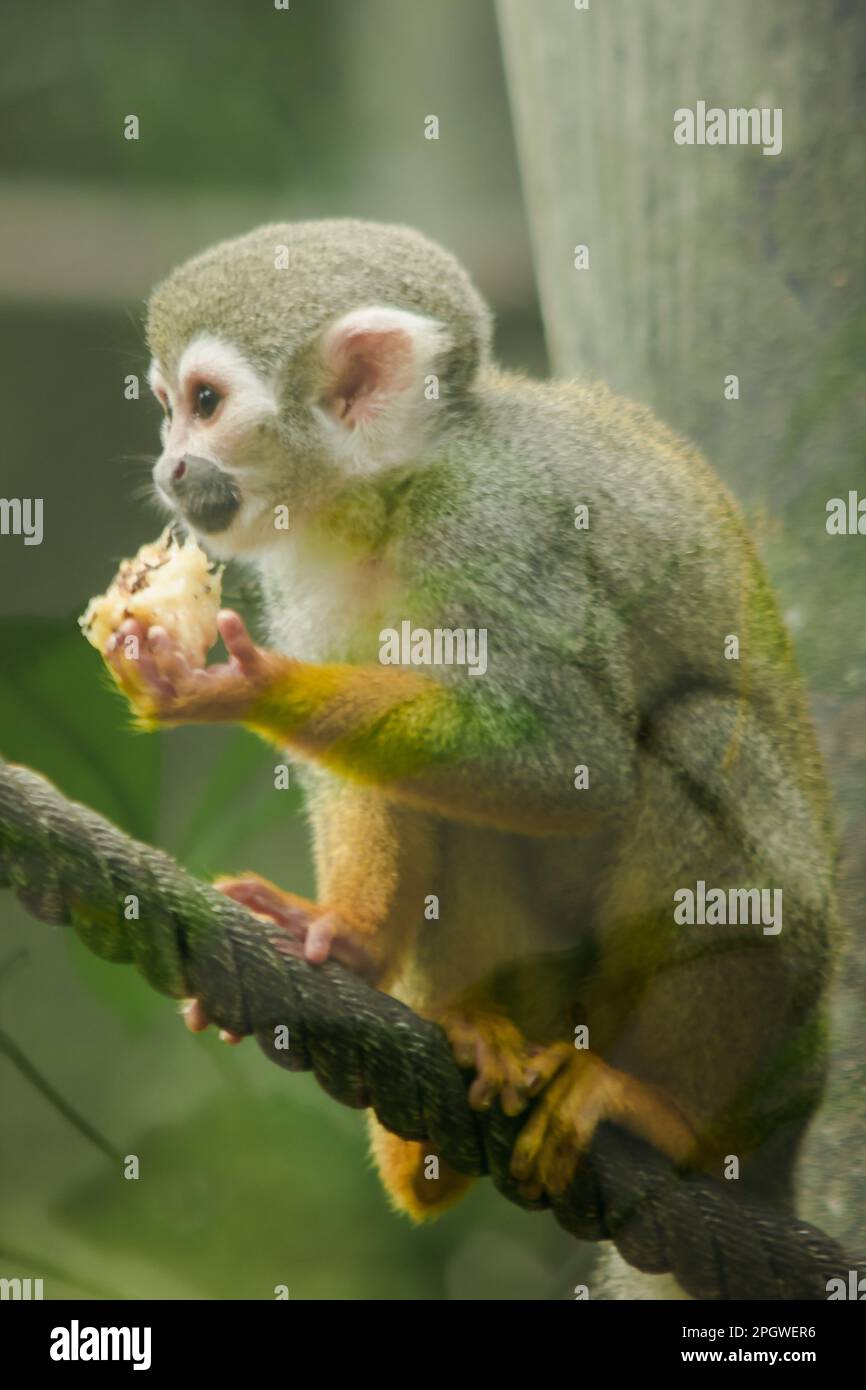 Ecurrel Monkey escalade une corde et mange.Ce sont des mammifères.Un petit singe la fourrure est brune avec une teinte grise comme la couleur d'un écureuil. Banque D'Images